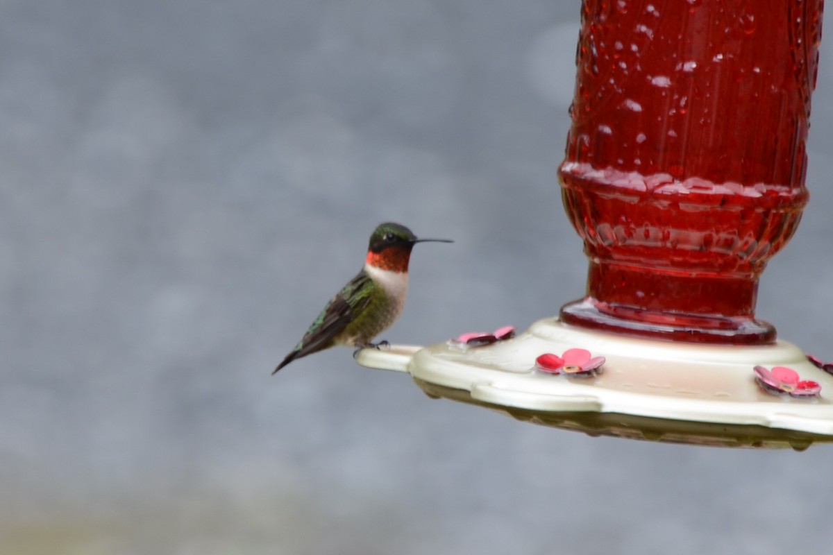 Ruby-throated Hummingbird - ML97059001