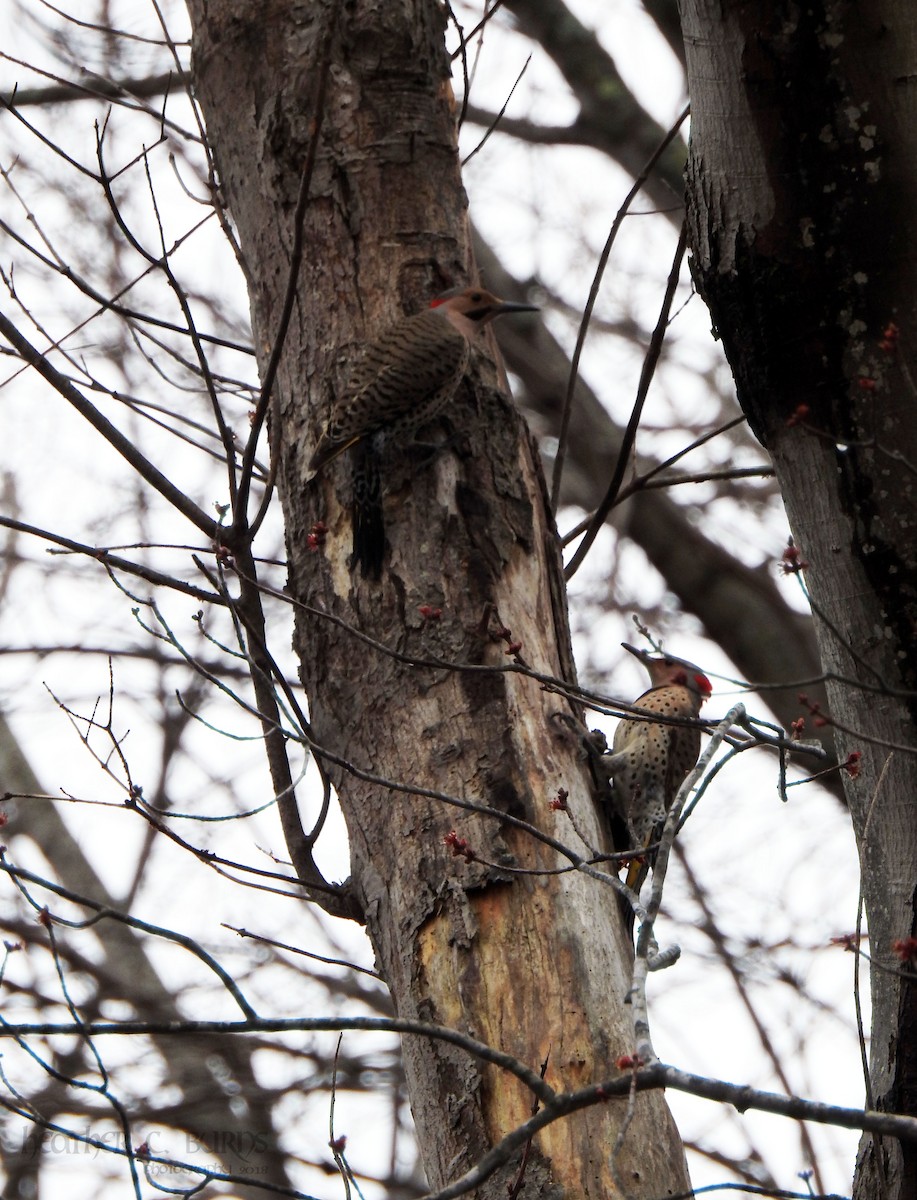 Northern Flicker (Yellow-shafted) - ML97059021