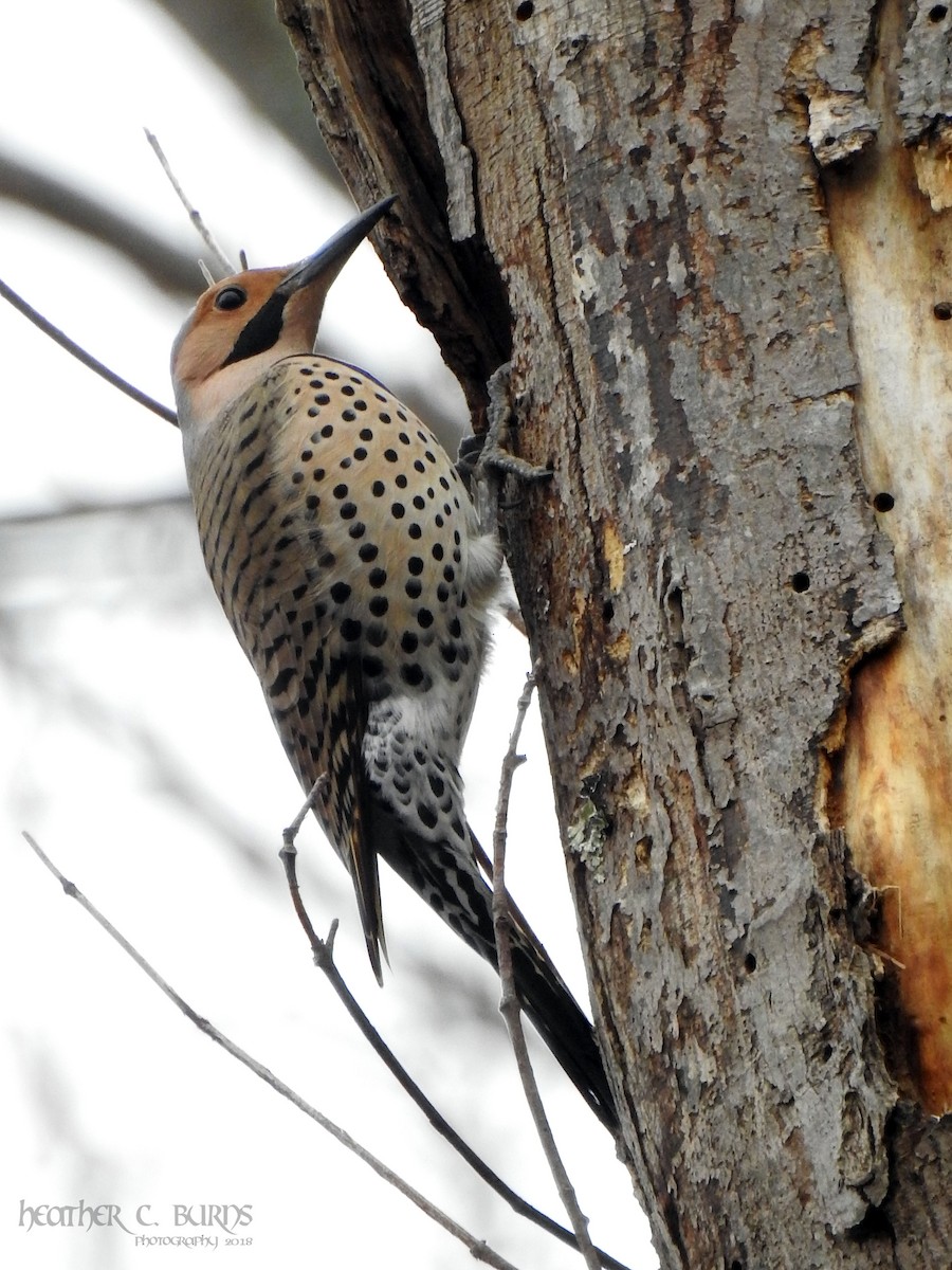 Northern Flicker (Yellow-shafted) - ML97059031