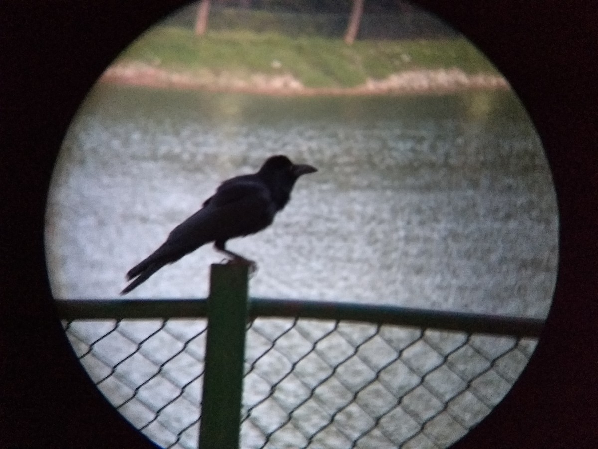 Large-billed Crow - ML97060171