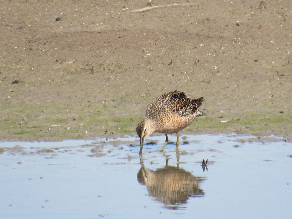 Long-billed Dowitcher - ML97063291