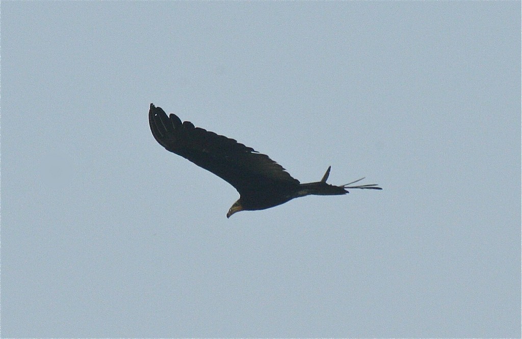 Greater Yellow-headed Vulture - ML97064461