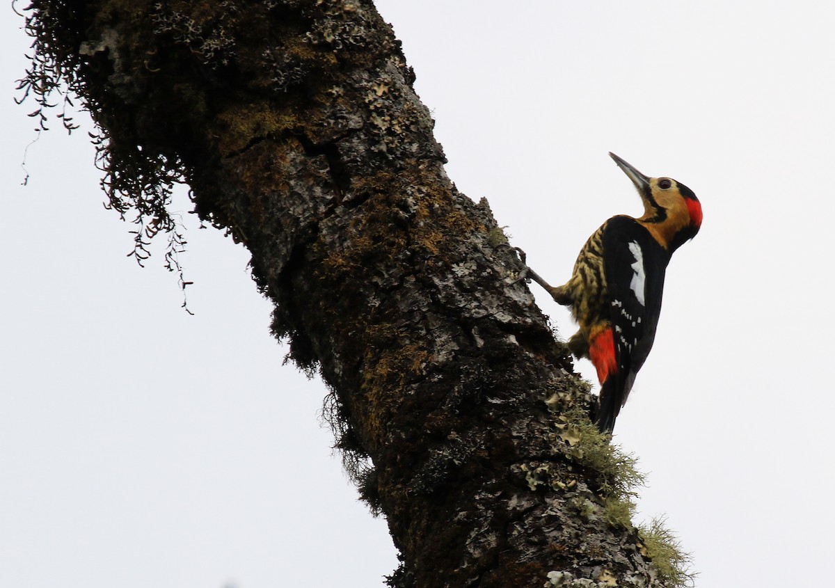 Darjeeling Woodpecker - ML97067901
