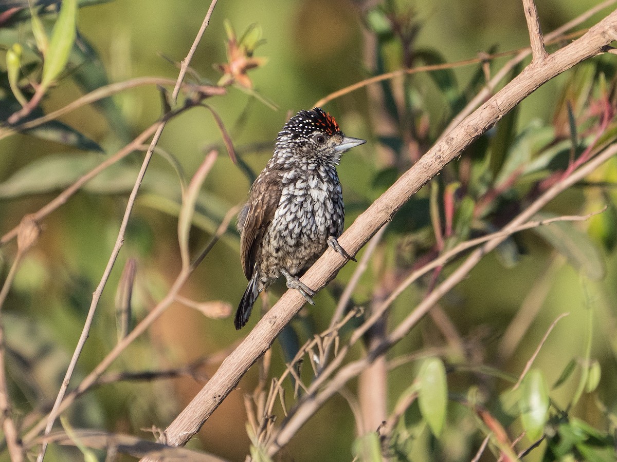 White-wedged Piculet - James Moore (Maryland)