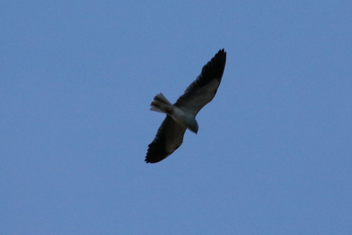 Black-winged Kite - ML97070021