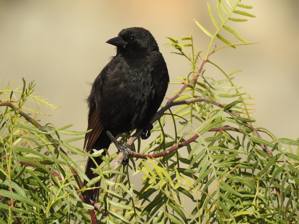 Bolivian Blackbird - ML97070331