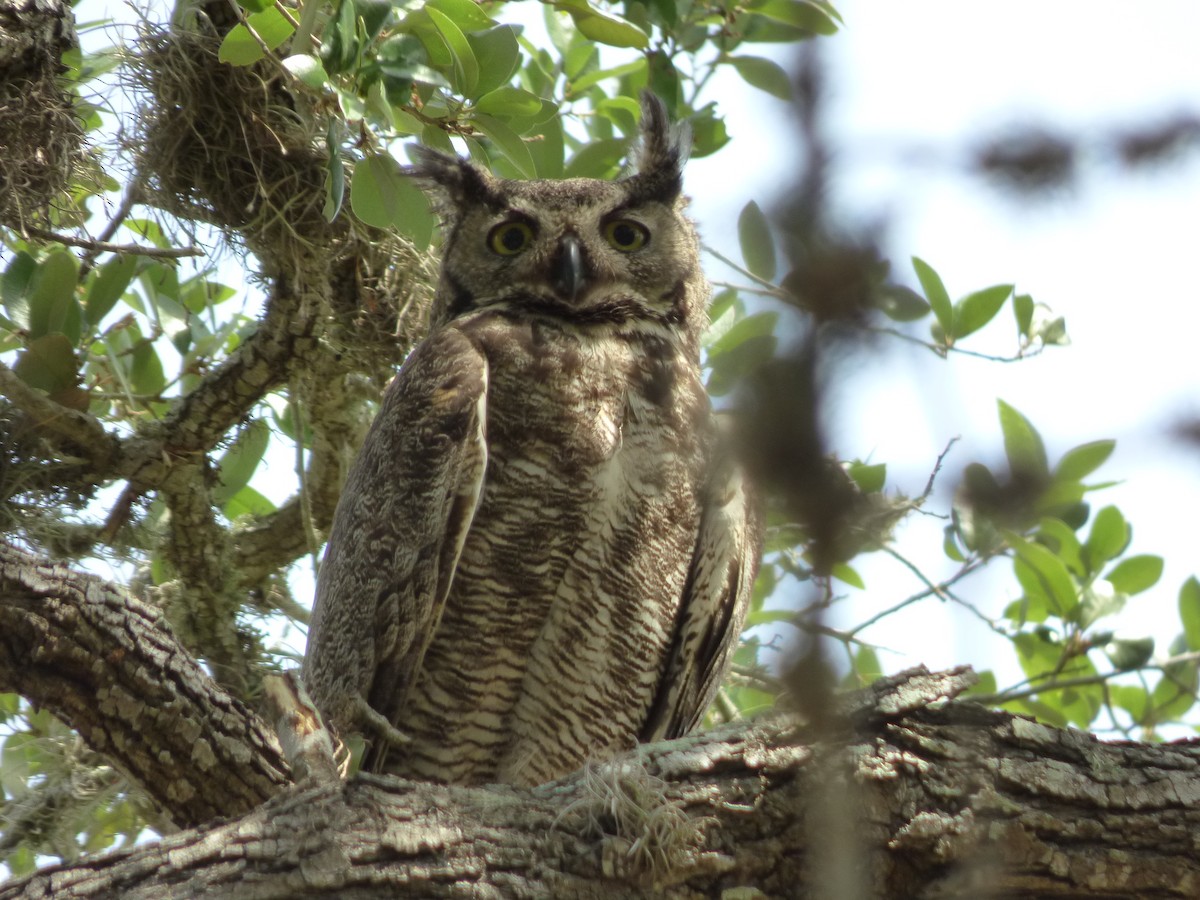 Great Horned Owl - Jim Malcom
