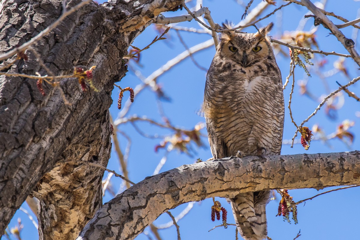 Great Horned Owl - Julie Custer