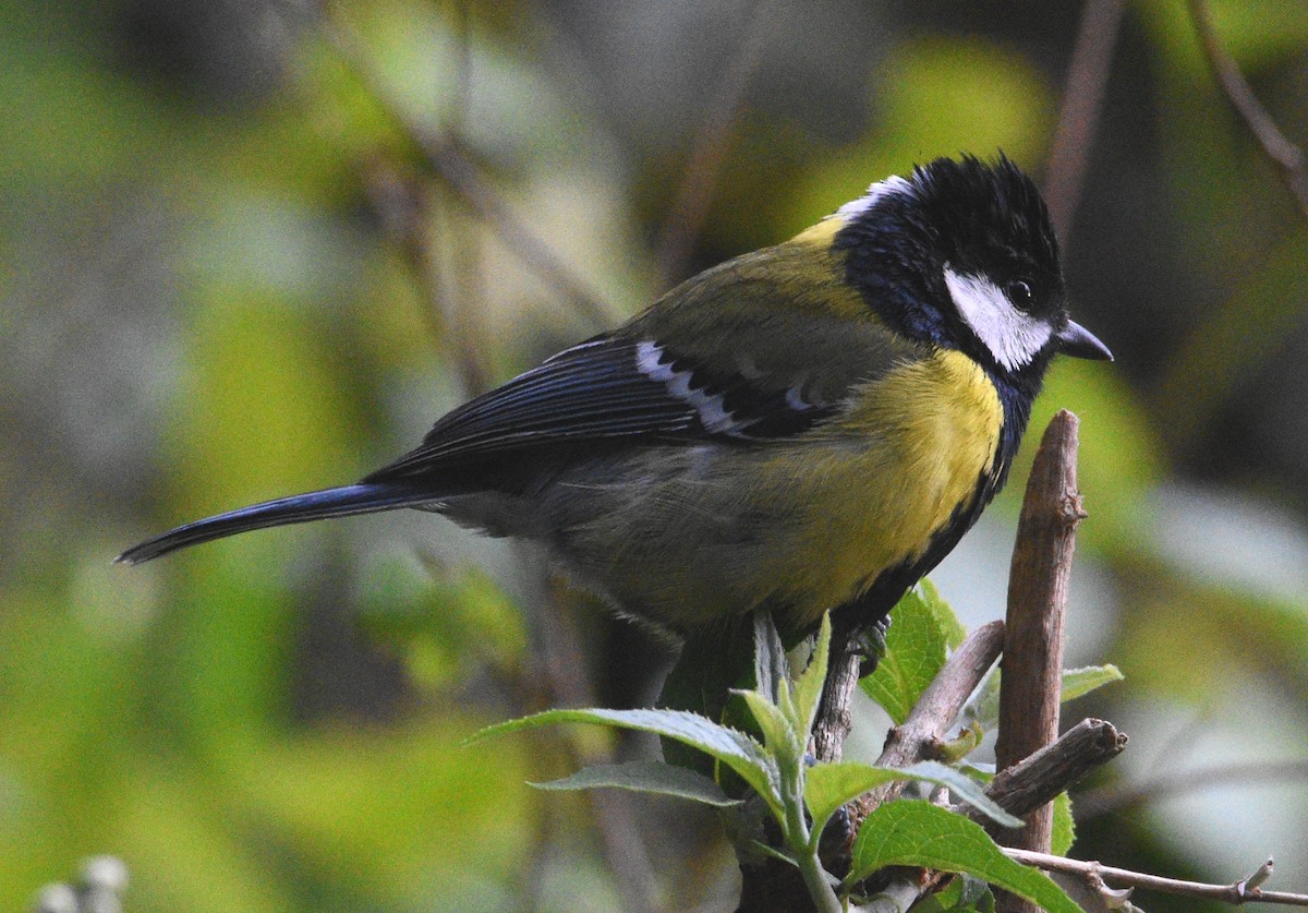Green-backed Tit - ML97080081