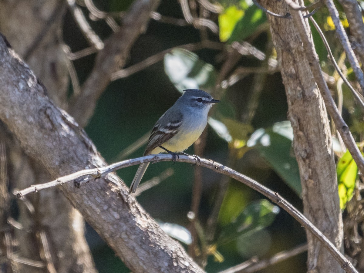 White-crested Tyrannulet (Sulphur-bellied) - James Moore (Maryland)
