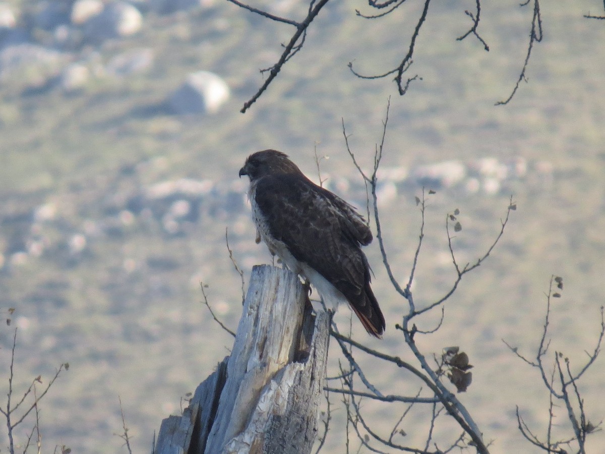 Red-tailed Hawk - Naresh Satyan