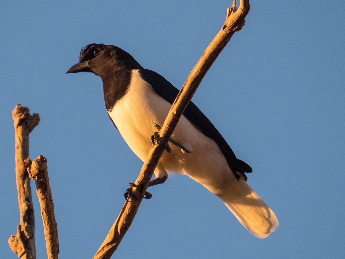Curl-crested Jay - James Moore (Maryland)