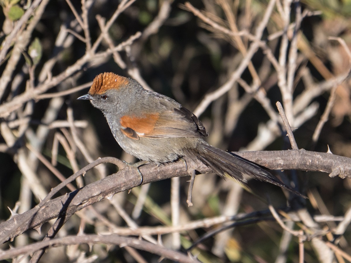 Spix's Spinetail - James Moore (Maryland)