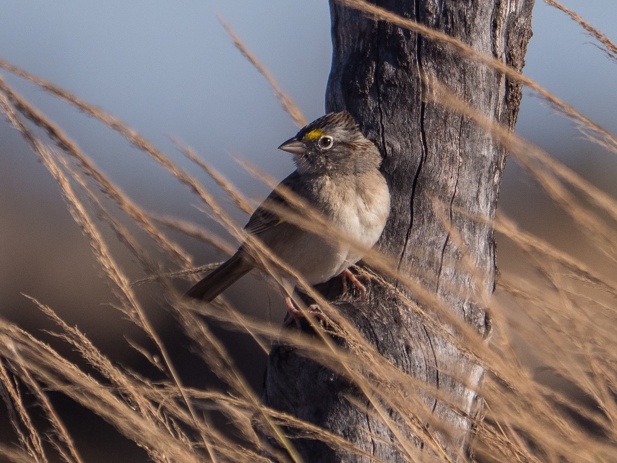 Grassland Sparrow - James Moore (Maryland)
