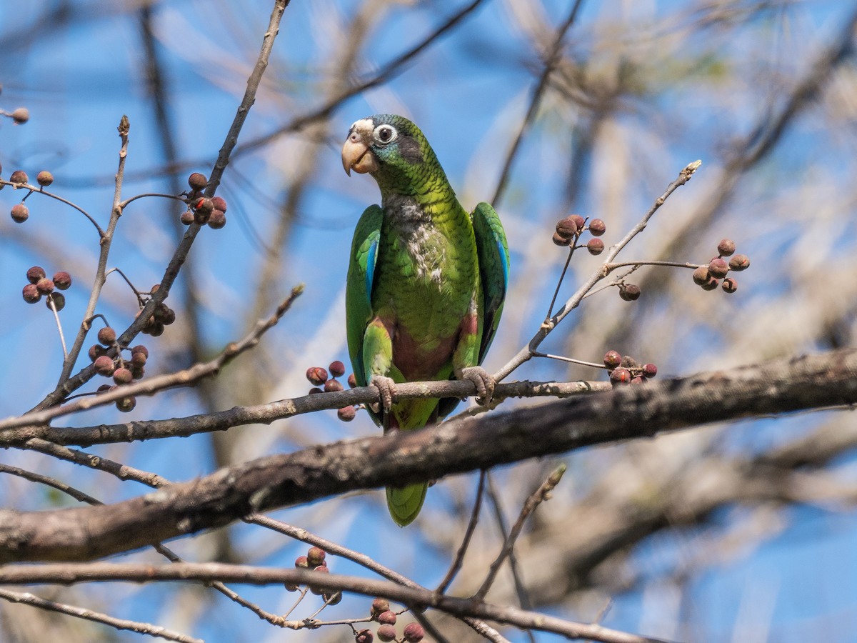 Hispaniolan Parrot - James Moore (Maryland)