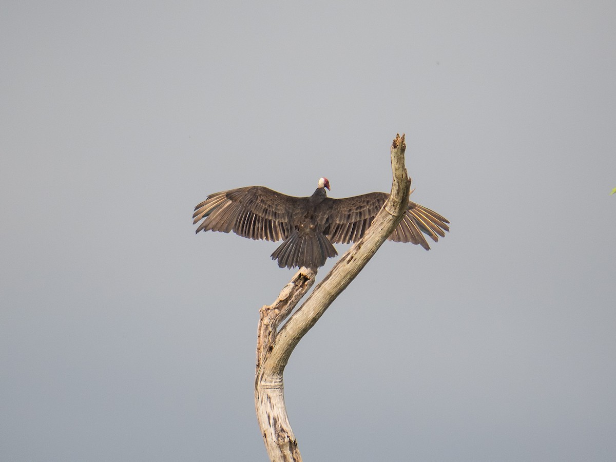 Turkey Vulture (Tropical) - James Moore (Maryland)