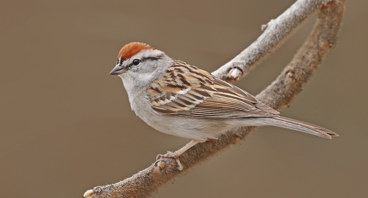 Chipping Sparrow - ML97093551