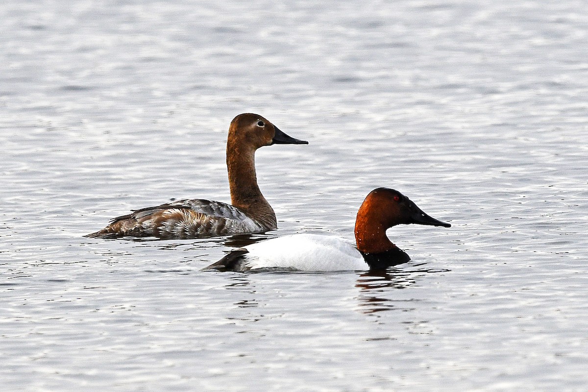 Canvasback - Chris Rees