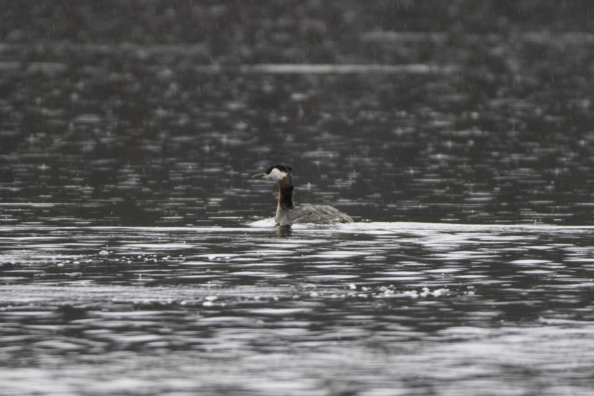 Red-necked Grebe - ML97095891
