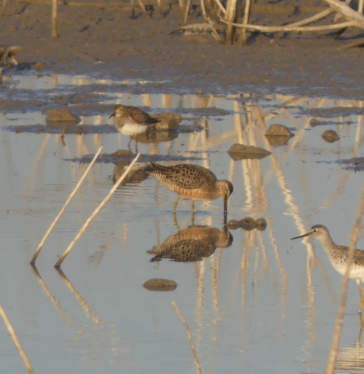 Long-billed Dowitcher - Charlie Plimpton