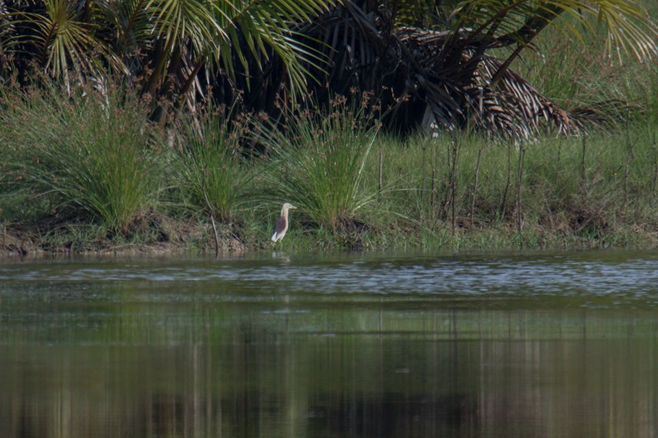 Indian Pond-Heron - ML97100021