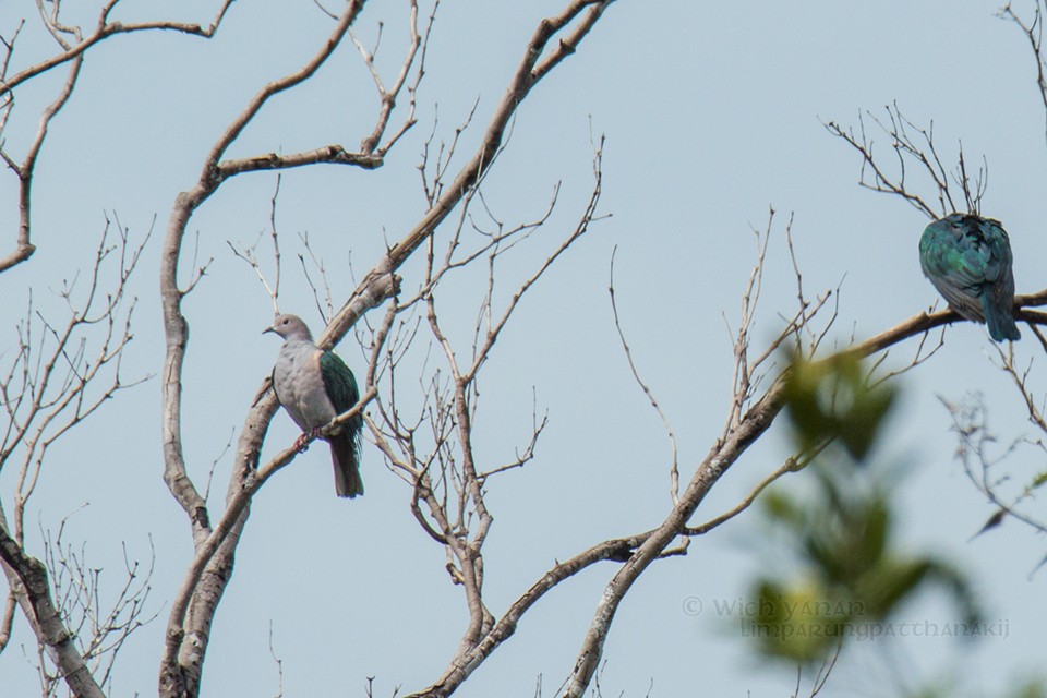 Green Imperial-Pigeon (Green) - Wich’yanan Limparungpatthanakij
