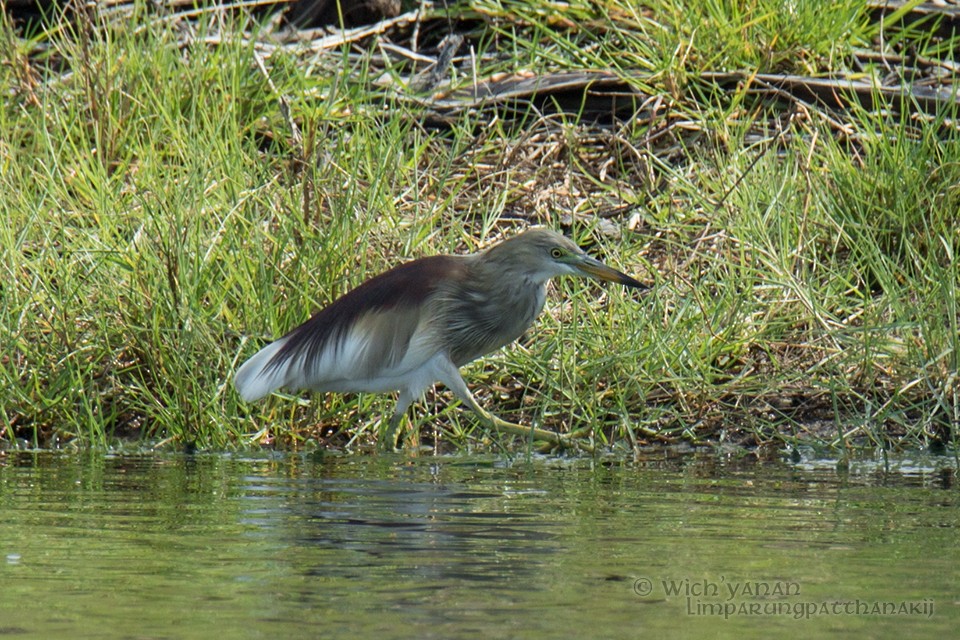 Indian Pond-Heron - ML97100281