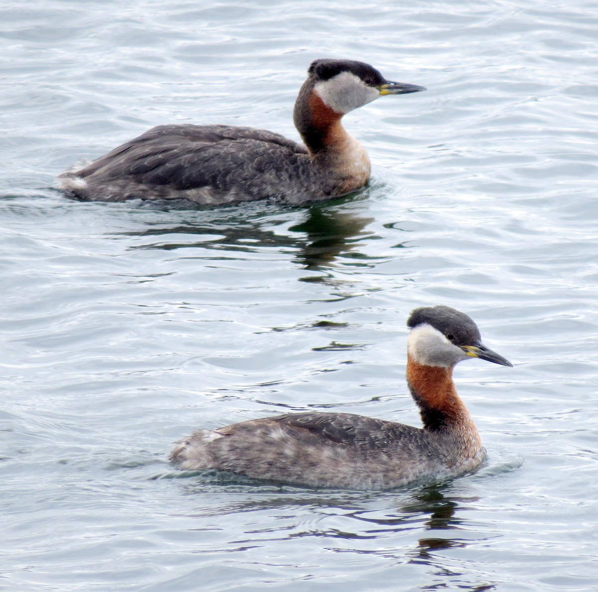 Red-necked Grebe - ML97101871