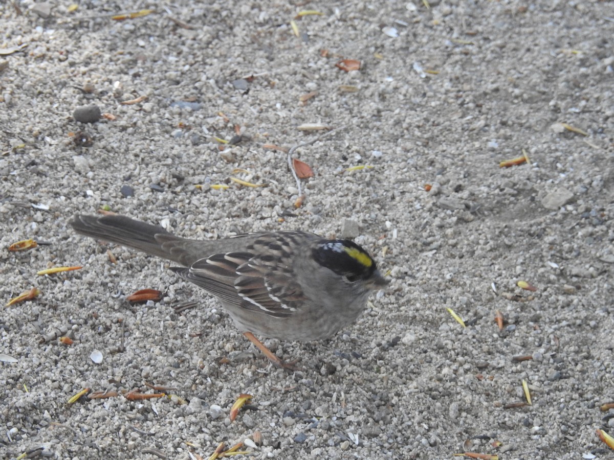 Golden-crowned Sparrow - ML97103251