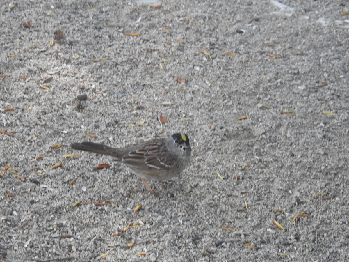 Golden-crowned Sparrow - ML97103681