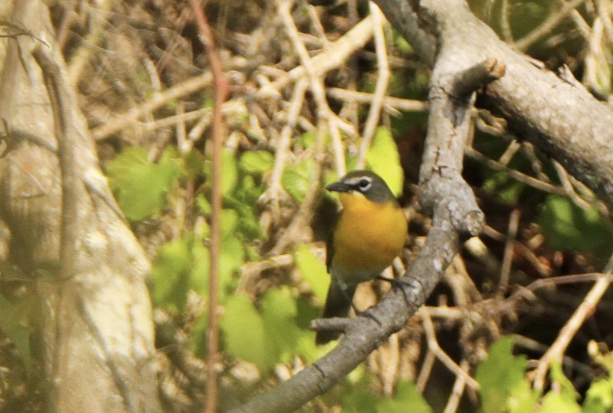 Yellow-breasted Chat - Josiah Lavender