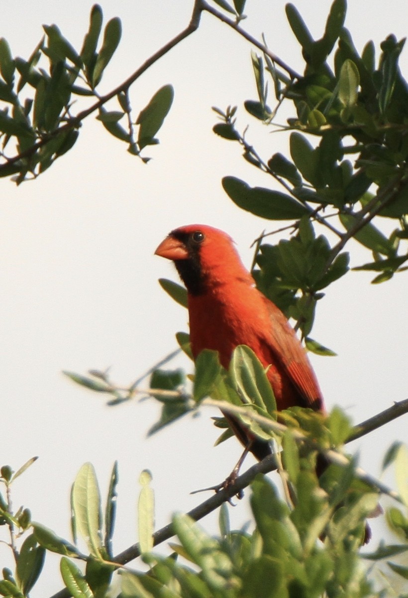 Northern Cardinal - Josiah Lavender