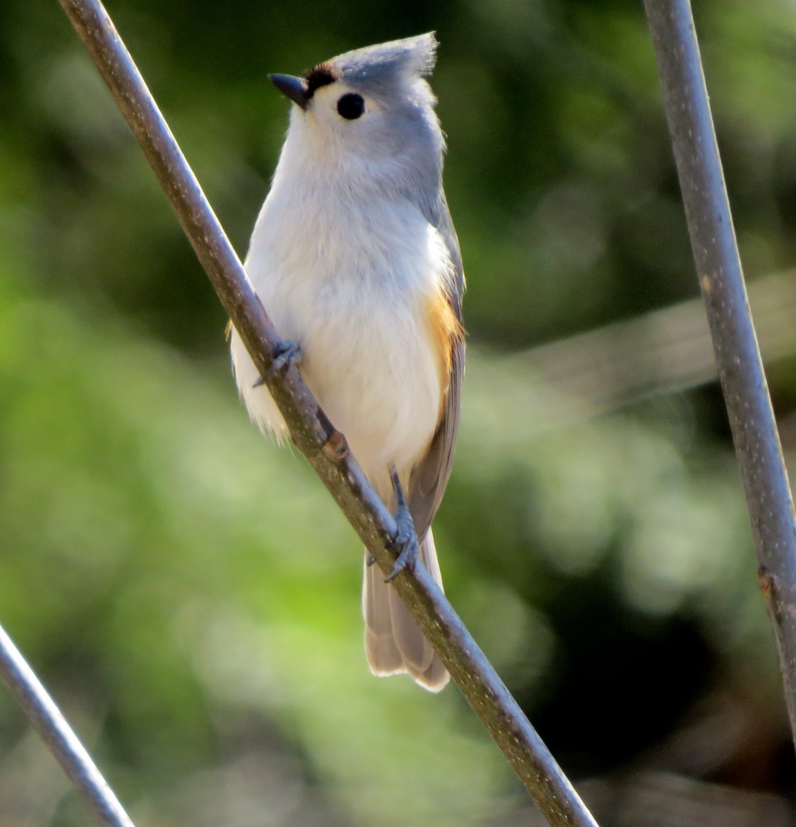 Tufted Titmouse - Jerry Smith