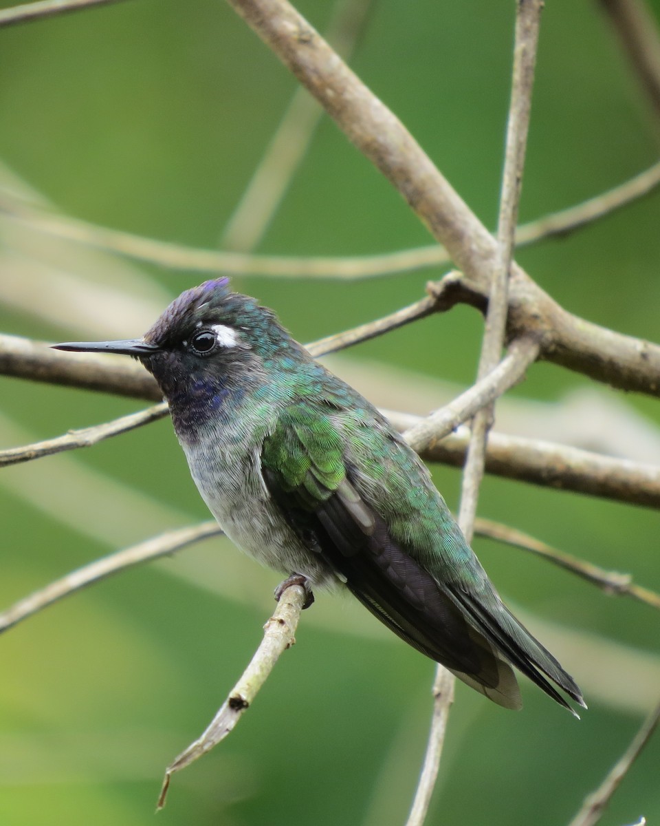 Violet-headed Hummingbird - Sandra Hack