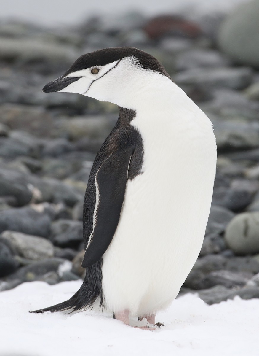 Антарктический пингвин - ML97115391