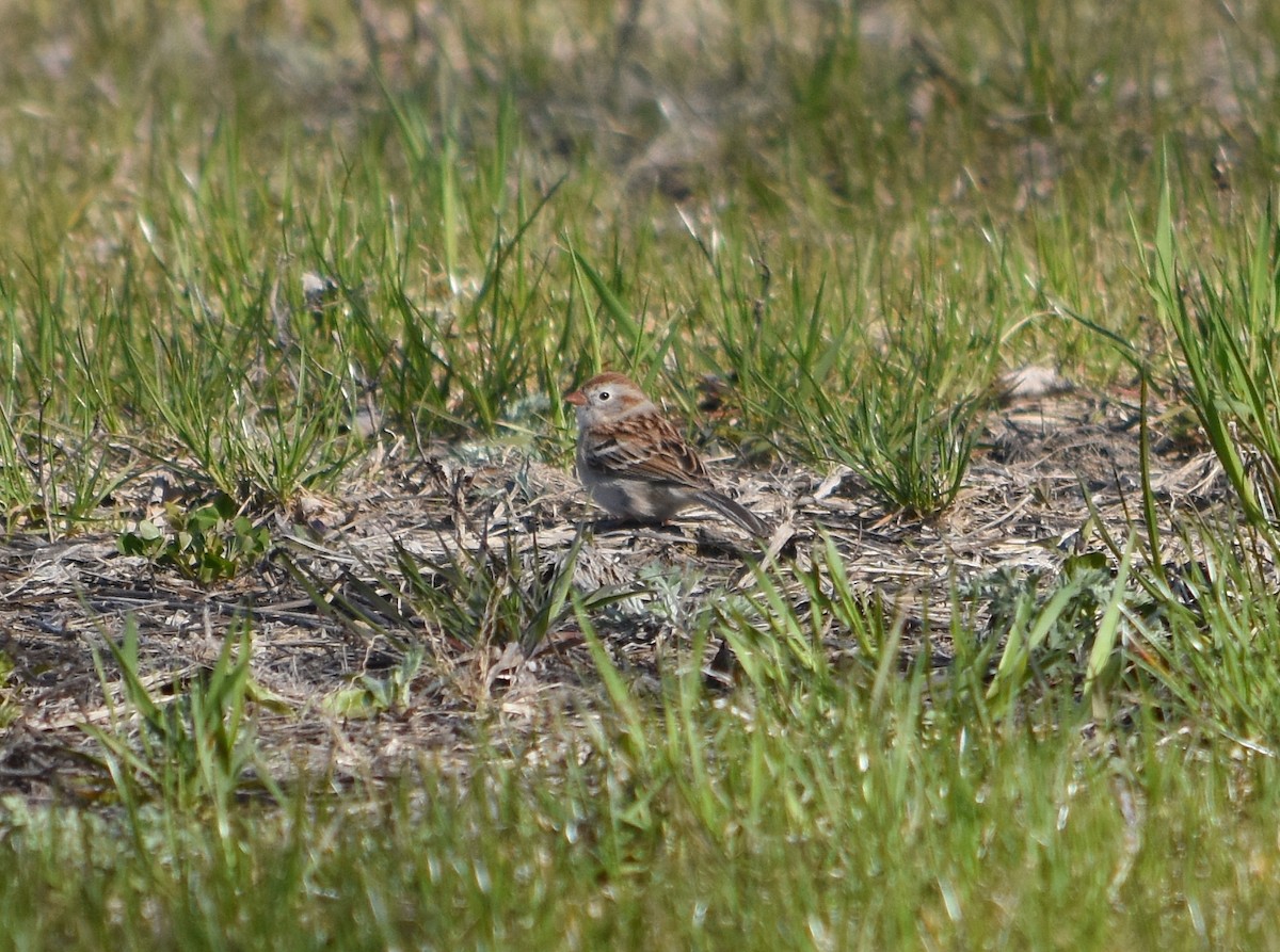 Field Sparrow - Brian Hicks