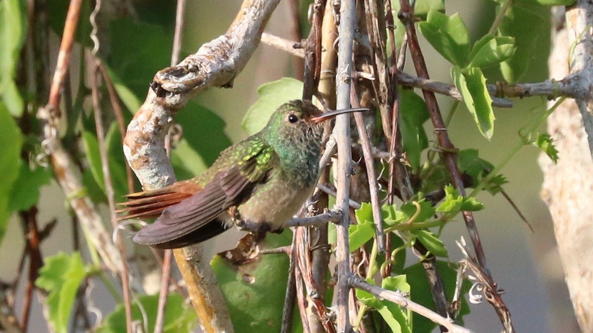Buff-bellied Hummingbird - Sandi Templeton