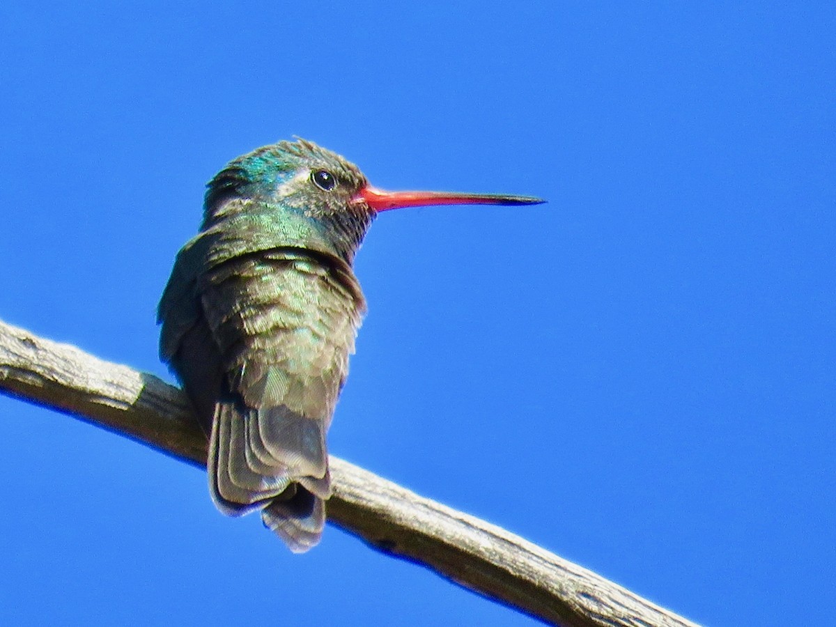 Broad-billed Hummingbird - ML97118121
