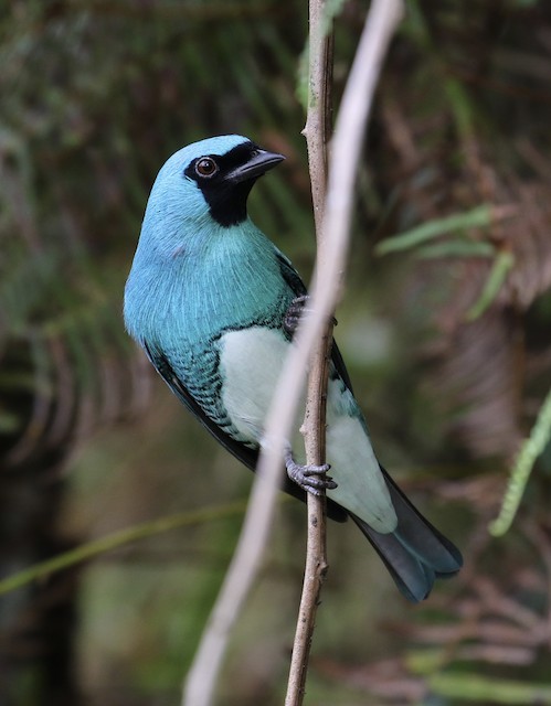 Swallow Tanager - eBird