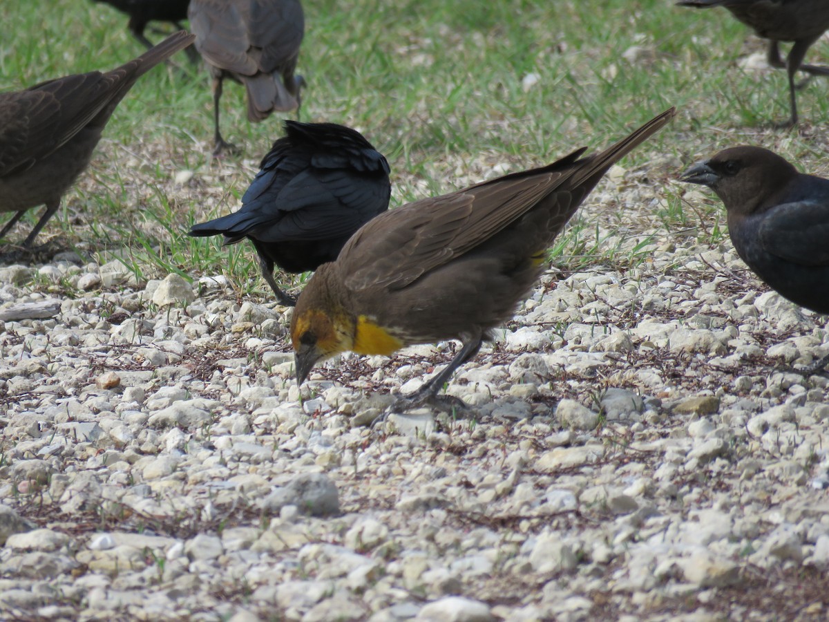 Yellow-headed Blackbird - ML97119161