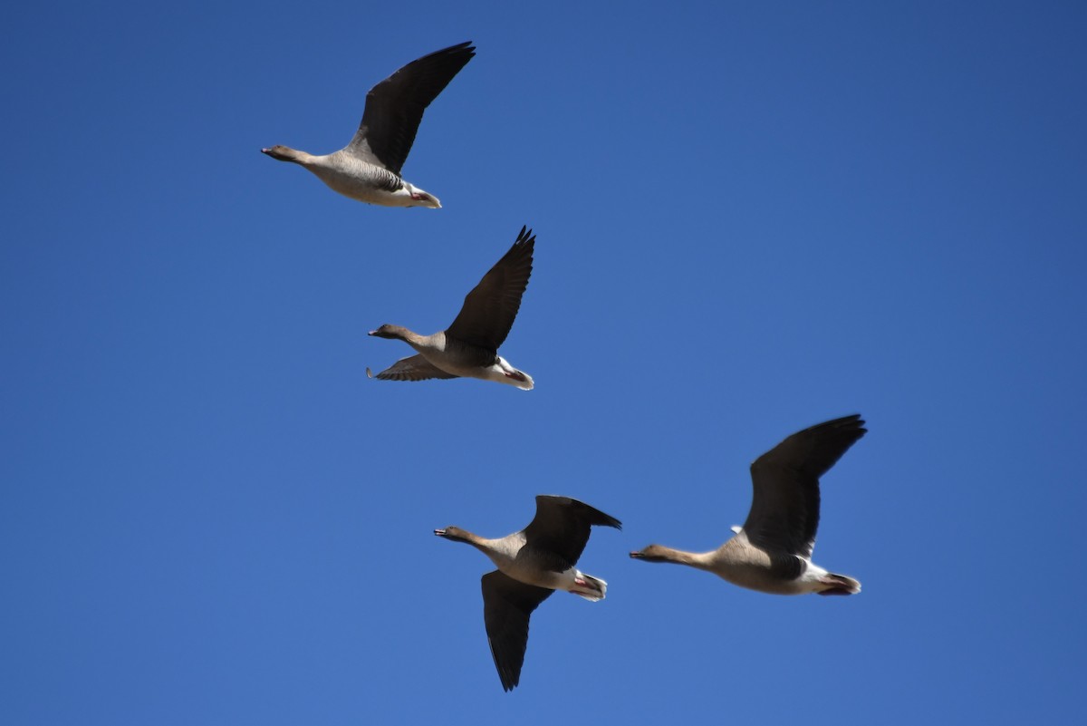 Pink-footed Goose - ML97121431