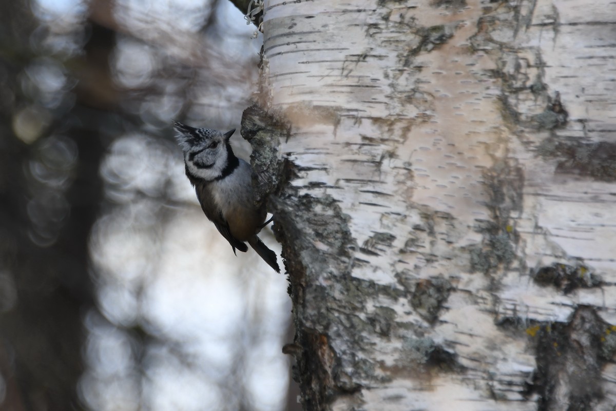 Crested Tit - ML97121671