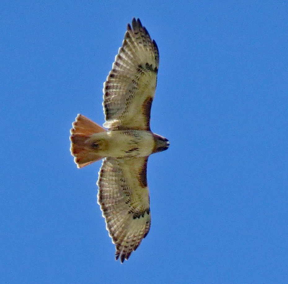 Red-tailed Hawk (borealis) - Don Gorney