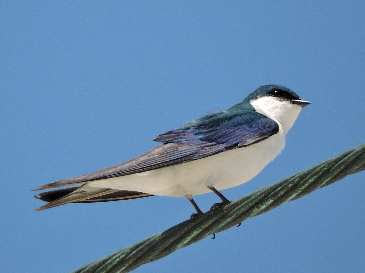 Bahama Swallow - ML97127841