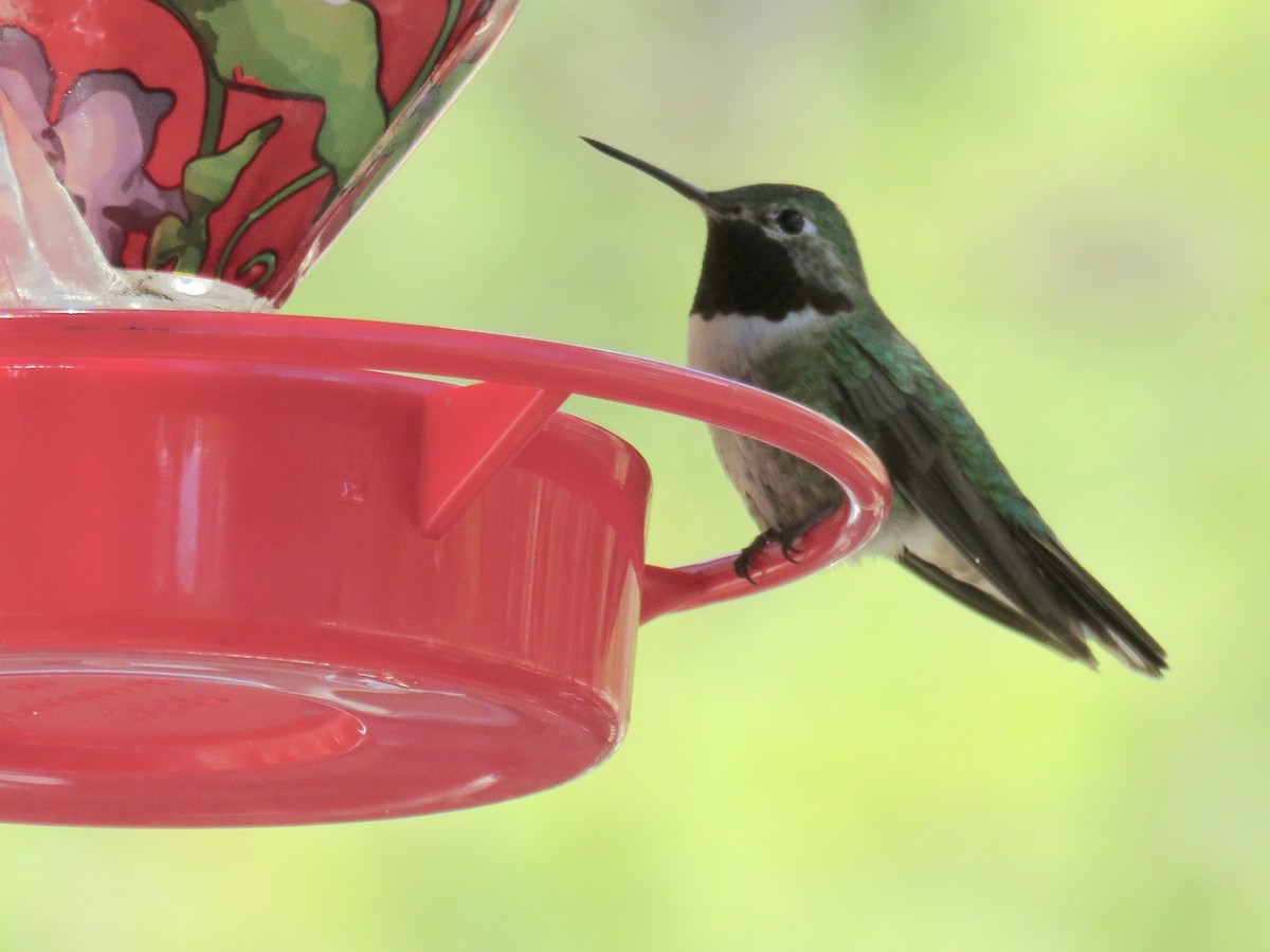 Broad-tailed Hummingbird - ML97127921