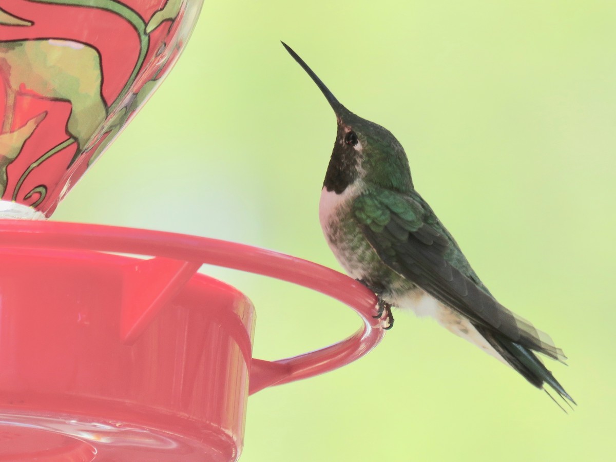 Broad-tailed Hummingbird - ML97127941