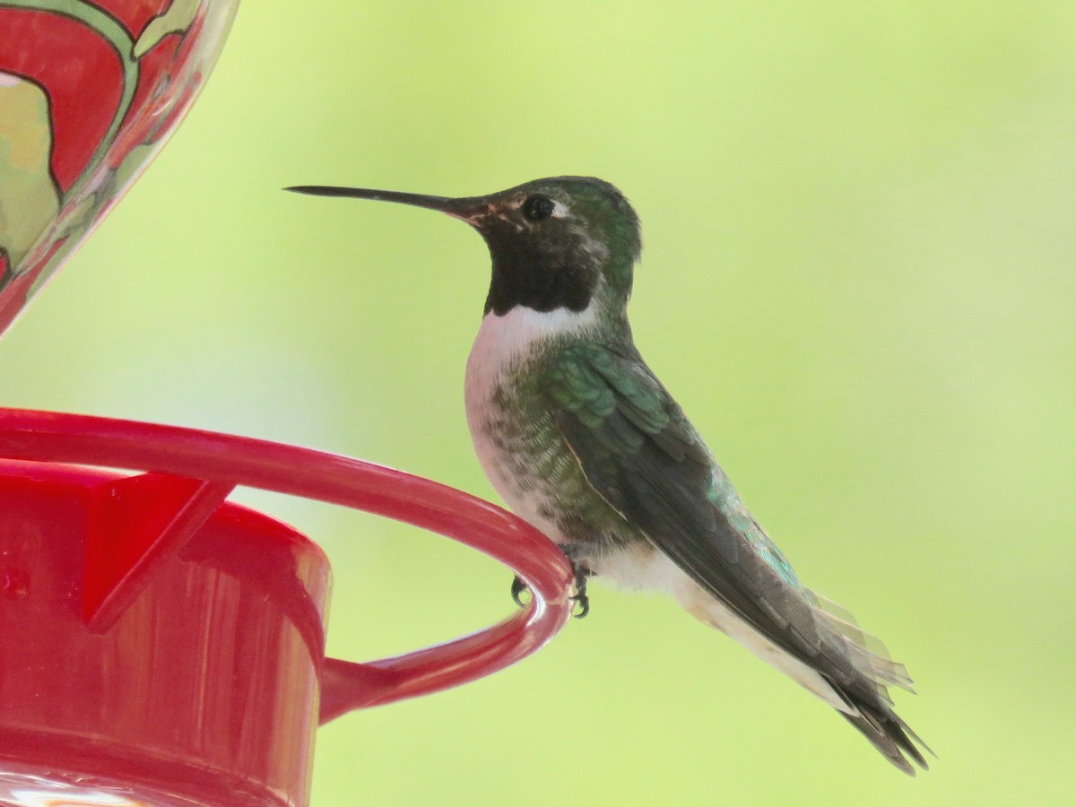 Broad-tailed Hummingbird - ML97127951