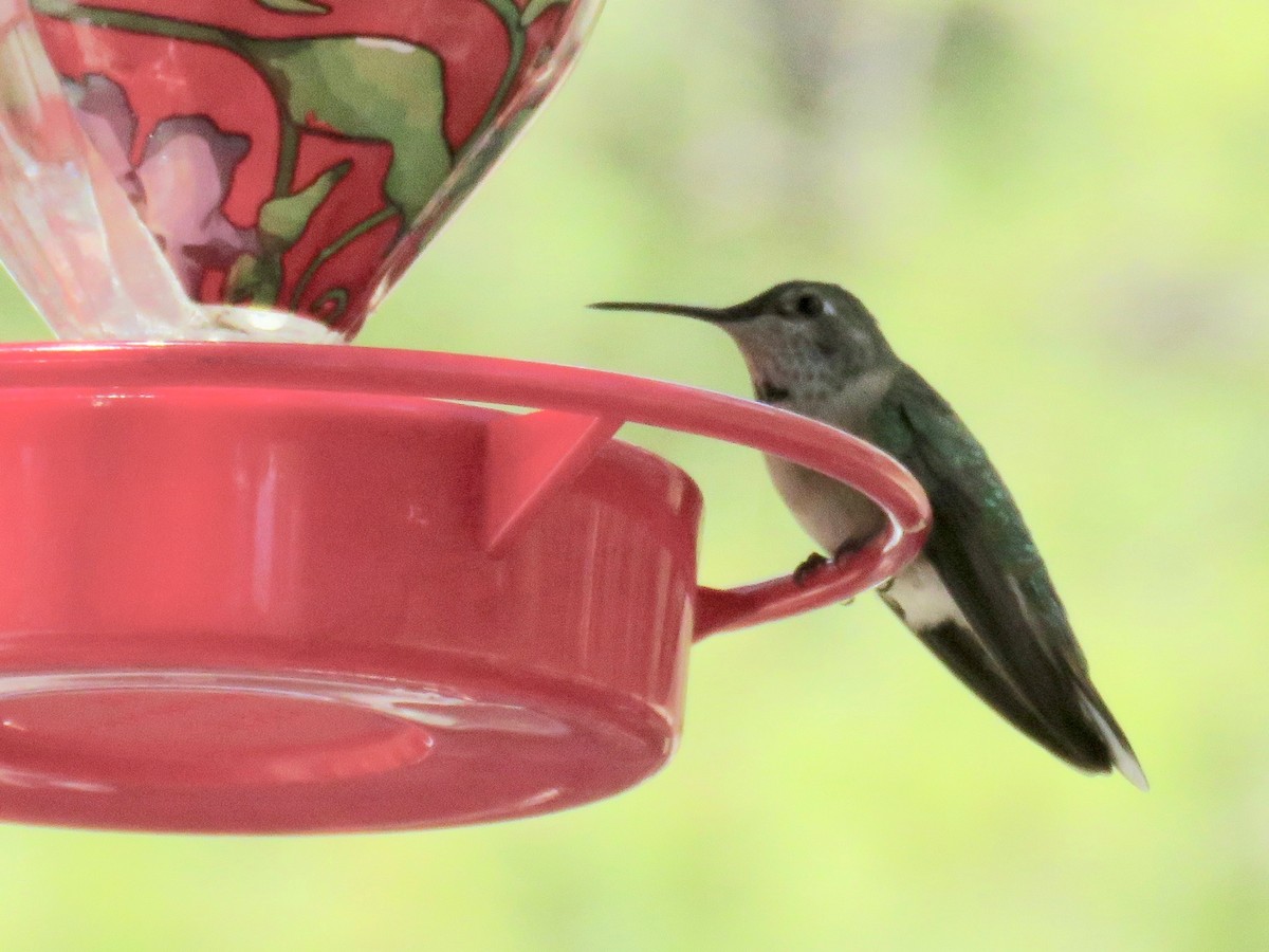 Anna's Hummingbird - ML97128521