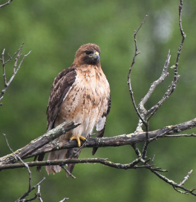 Red-tailed Hawk - ML97129021