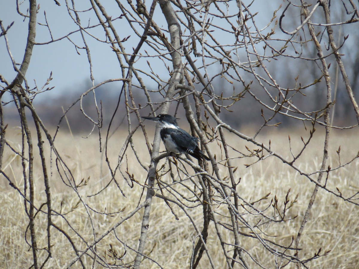 Belted Kingfisher - ML97131561